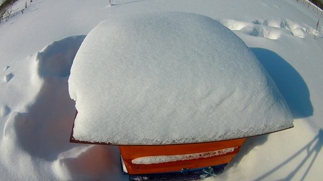 Сетчатое дно. Как идёт зимовка. Нужна ли помощь. смотреть онлайн
