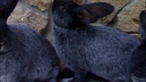 Порода кроликов полтавское серебро