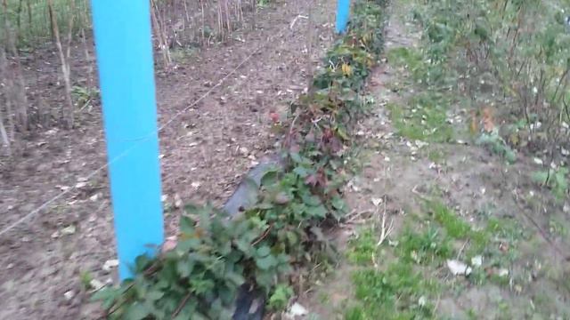 ежевика на зимовку 5 октября 2022г смотреть онлайн