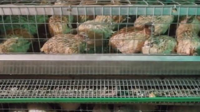 Техасский бройлер вес в 5 недель.