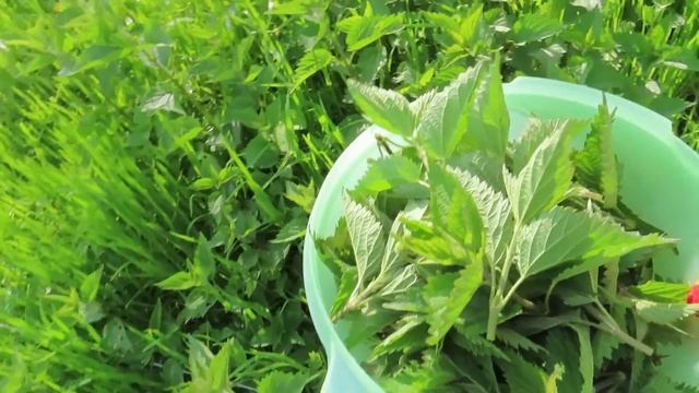 Как я собираюсь вырастить самые вкусные овощи. Собираю крапиву. О лечебных травах смотреть онлайн