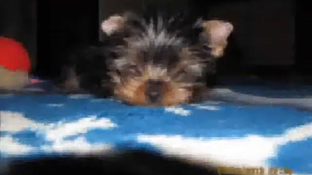 мой любимец=) смотреть онлайн