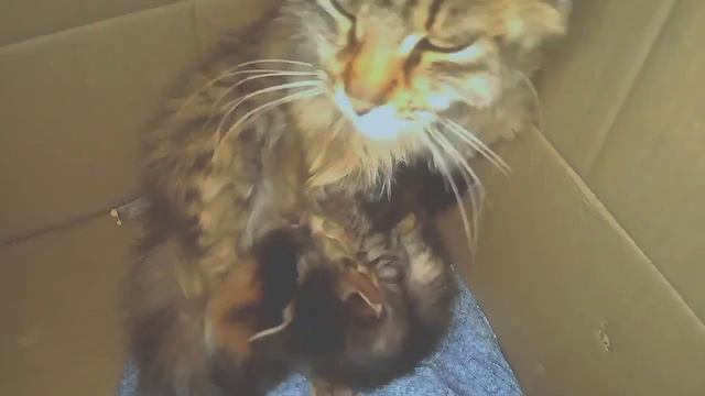 Кошка Переносит Своего Котенка в Зубах| Кошка Кормит Молоком Котят смотреть онлайн