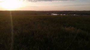 Первые всходы травосмеси. Люцерна, костёр,тимоыеевка.