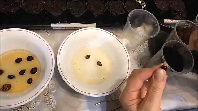 ОТ РАССАДЫ ДО ЗАКРУТКИ.Клещевина