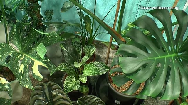 Monstera Neustart im Wasser und Dschungeltour Neue Pflanzen und schlechte Nachricht смотреть онлайн