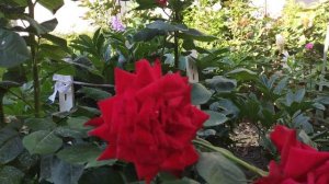 Розы в саду. Королева Елизавета, Пульман Ориент Экспресс, Алан Сушон .Blooming roses.