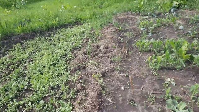 Огород после крупного града, что выжило смотреть онлайн