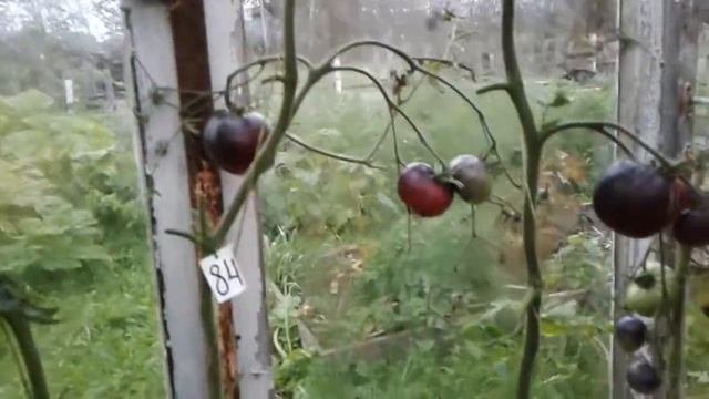 Томаты ,как цветы , для души.ЭКЗОТИЧЕСКИЕ ТОМАТЫ.Ярославская область.