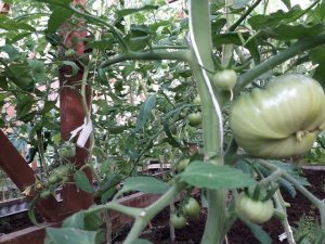 8 июня,мои томаты после сильной обрезки, получили подкормку)