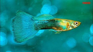 Рыбки Гуппи в аквариуме. Содержание, уход и размножение