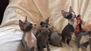 Петерболды «С» питомник петерболдов «Граффити Сфинкс»