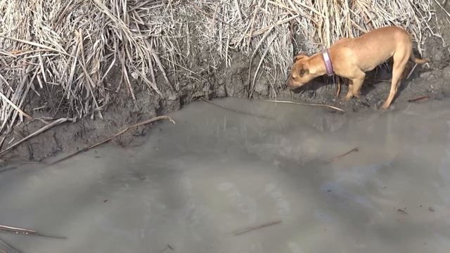 Bindi Digs Up a Muskrat While Hunting with Boon! смотреть онлайн