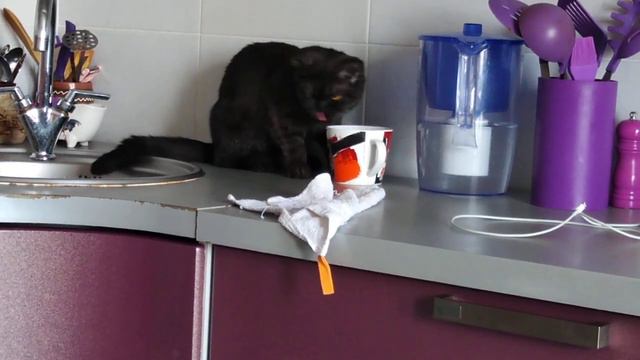 Бонечка кошка смотреть онлайн