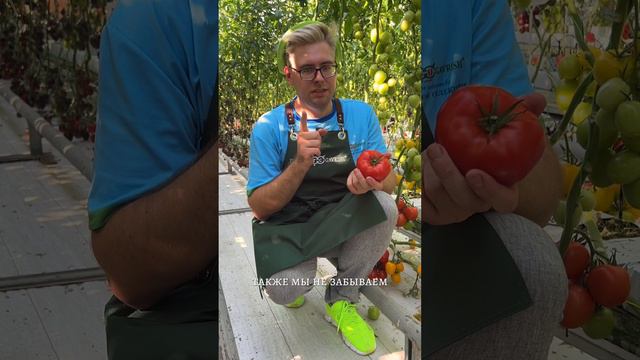 ПОДКОРМКА ТОМАТОВ