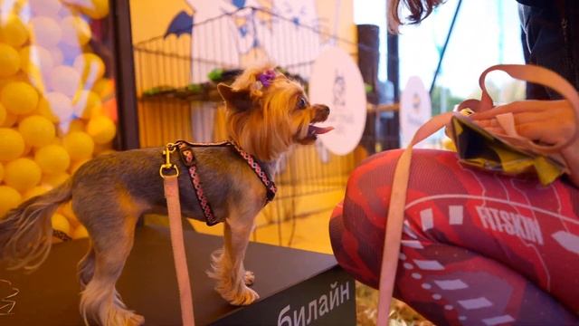 Пожалуй, самое милое видео в интернете сегодня: кросс «Быстрый пёс» смотреть онлайн