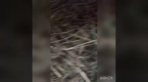 Гуси начали нестись в январе