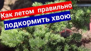Летняя подкормка для хвойных культур, как правильно вносить удобрения #хвойные