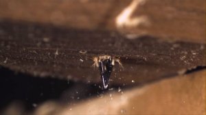 ПЕРОВОЕ СВЕРЛО В РАБОТЕ | ЗАМЕДЛЕННАЯ СЪЕМКА | 1000 FPS