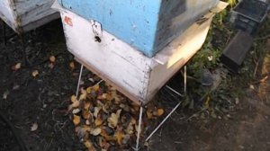 можно ли отбирать мед в октябре и готовить пчел в зиму так поздно ?