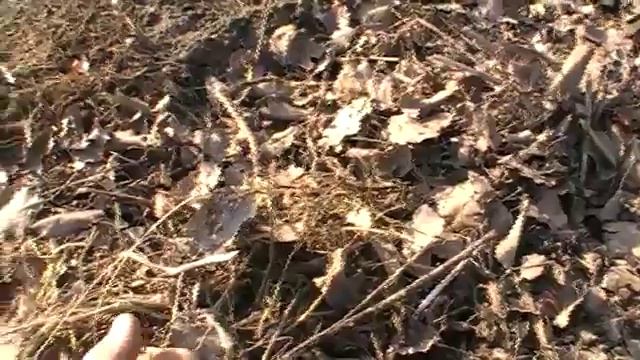 Как сделать теплую грядку. Сад и огород выпуск 214 смотреть онлайн