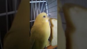 Воспаление зоба у попугая  (Самка)