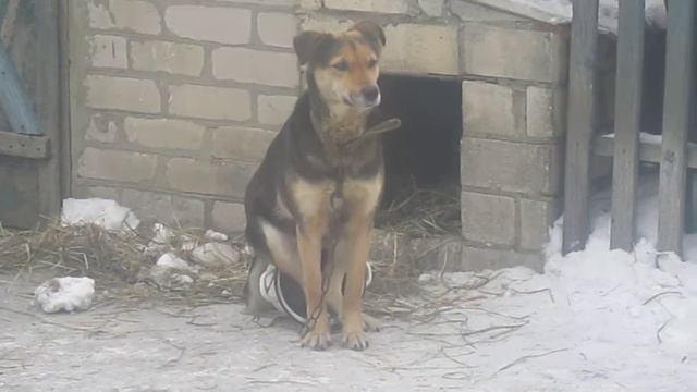 Моя собака Найла занимается фигней. смотреть онлайн