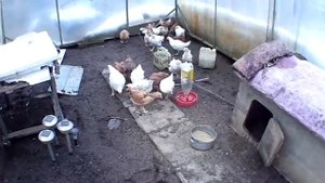 Содержание кур зимой в парнике