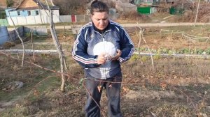 Варианты формировки кустов молодого винограда, и их корректировка.