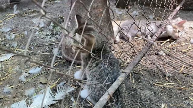 Самые КРАСИВЫЕ КОТЯТА ?