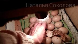 ВЫЛУПЛЕНИЕ ЦЫПЛЯТ из...коробки?ИНКУБАТОР ДОМАШНИЙ/Второй опыт инкубирования/ Часть 1-ая