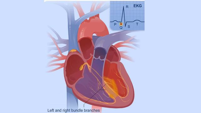 Electrical Conduction System of the Heart смотреть онлайн