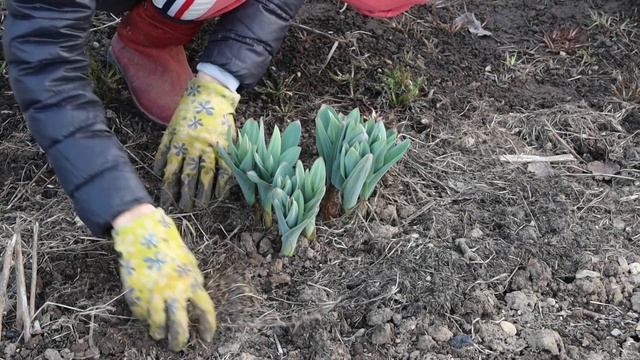 Весенняя уборка на участке! Первые работы в цветнике! смотреть онлайн