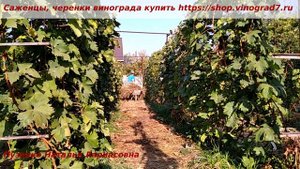 Осенние работы на винограднике- что делаем, чем опрыскиваем питомник и почему именно сейчас?