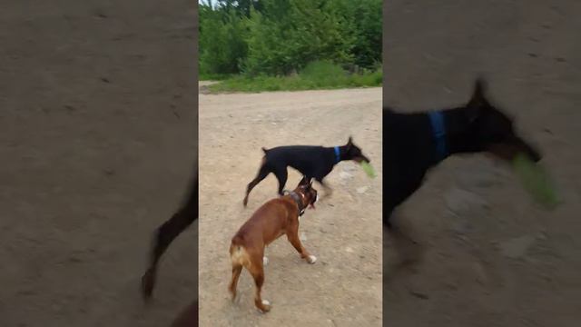 Бася и три добермана..редкое зрелище))) смотреть онлайн