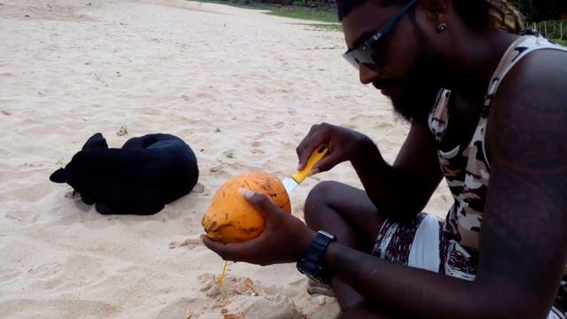 Кокос Шри Ланки смотреть онлайн