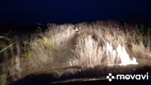 Охота на бобра на платине 2021