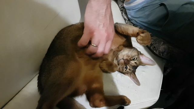 Абиссинская кошка. смотреть онлайн