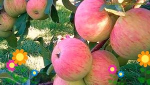 Яблоня домашняя Спартак. Краткий обзор, описание характеристик malus domestica Spartak