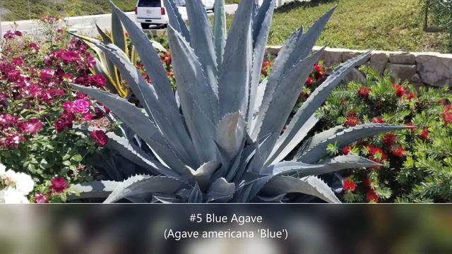 Doug's Top 10 Succulents for Slopes смотреть онлайн