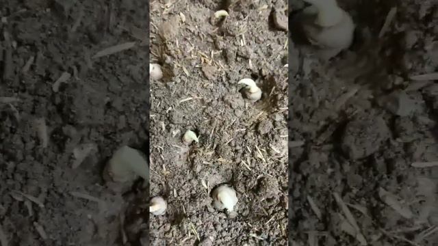 How to grow Turmeric from Rhizomes. plants nature vegetables decoration activity