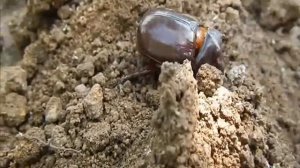 Приключение жука-носорога) 2018. Вознесенск