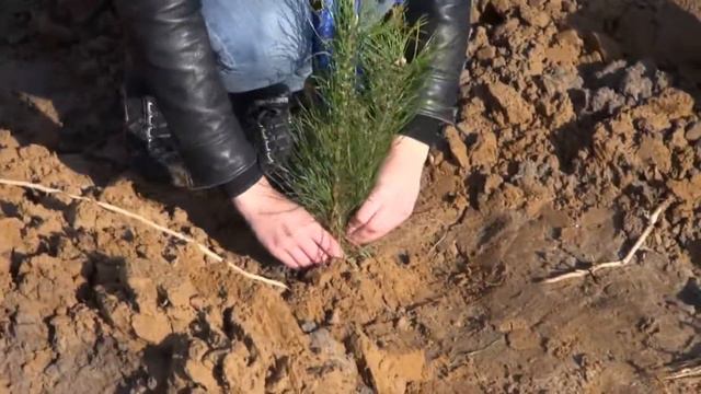 День дерева 20 октября 2012 смотреть онлайн