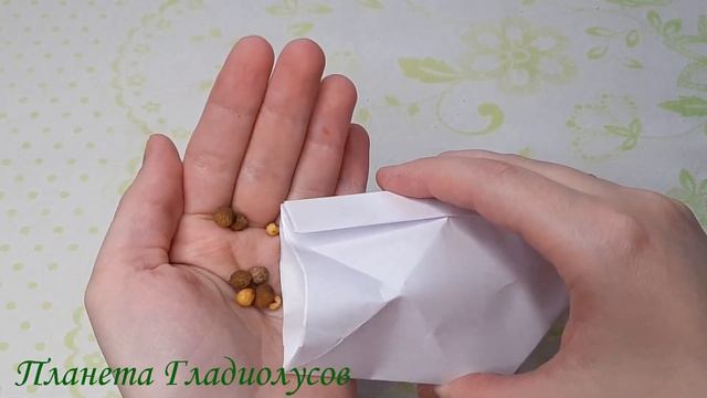 Конверты для хранения семян, клубней, клубнелуковиц своими руками