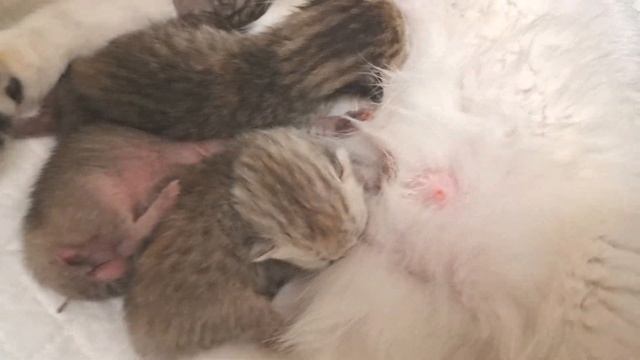8 минут Позитива из жизни Маленьких Котят и их мамы кошки ?