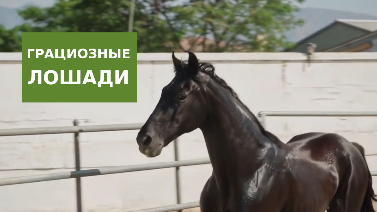 Грациозные лошади смотреть онлайн