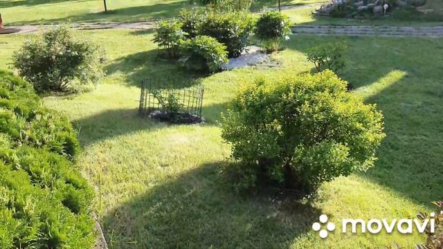 Синюха голубая, великолепное растение! Роза Надя Ренессанс. Обзор сада. смотреть онлайн