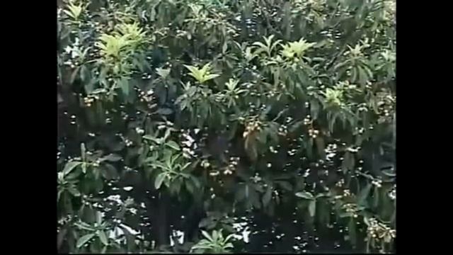 фейхоа смотреть онлайн