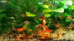 как сделать самодельный корм для рыб, How to make fish food, cómo hacer alimento para pece