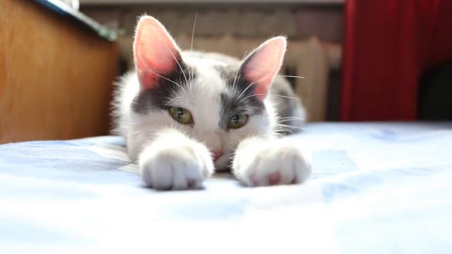 Кошка Маня смотреть онлайн